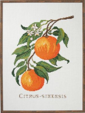 Borduurblad productfoto Borduurpakket Eva Rosenstand ‘Citrus Senensis’