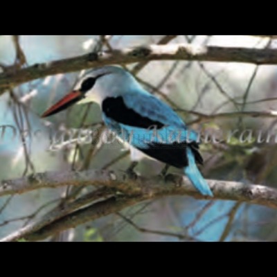 Borduurblad productfoto Pretty teal bird - patroon
